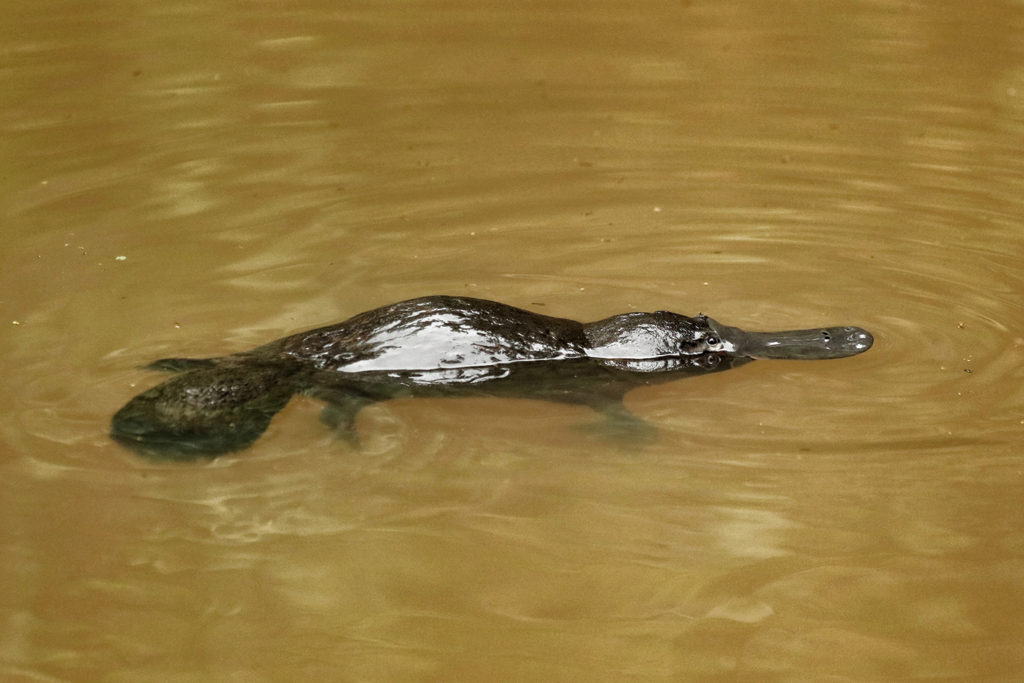 Platypus (Australia)