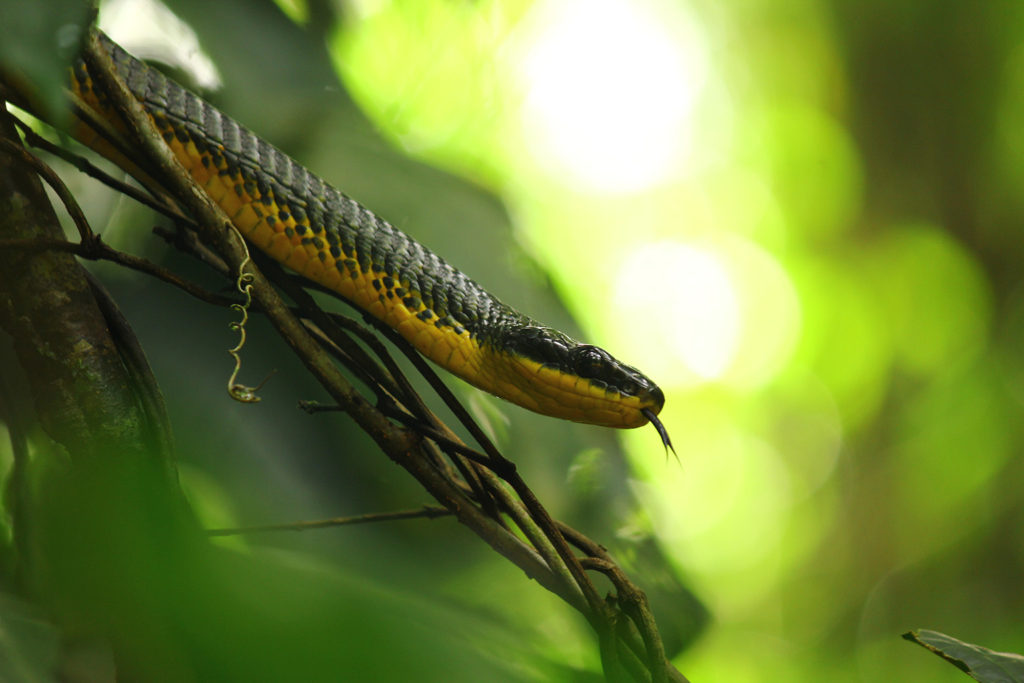 Bird-eating snake (Costa Rica)