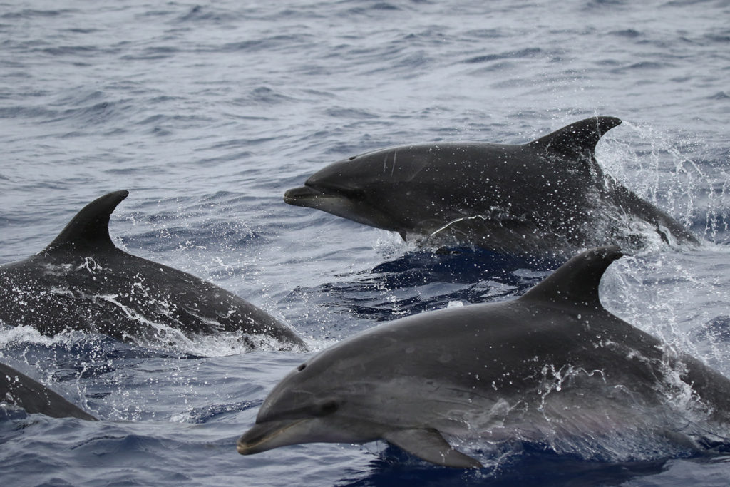 Bottlenose dolphins (Sri Lanka)