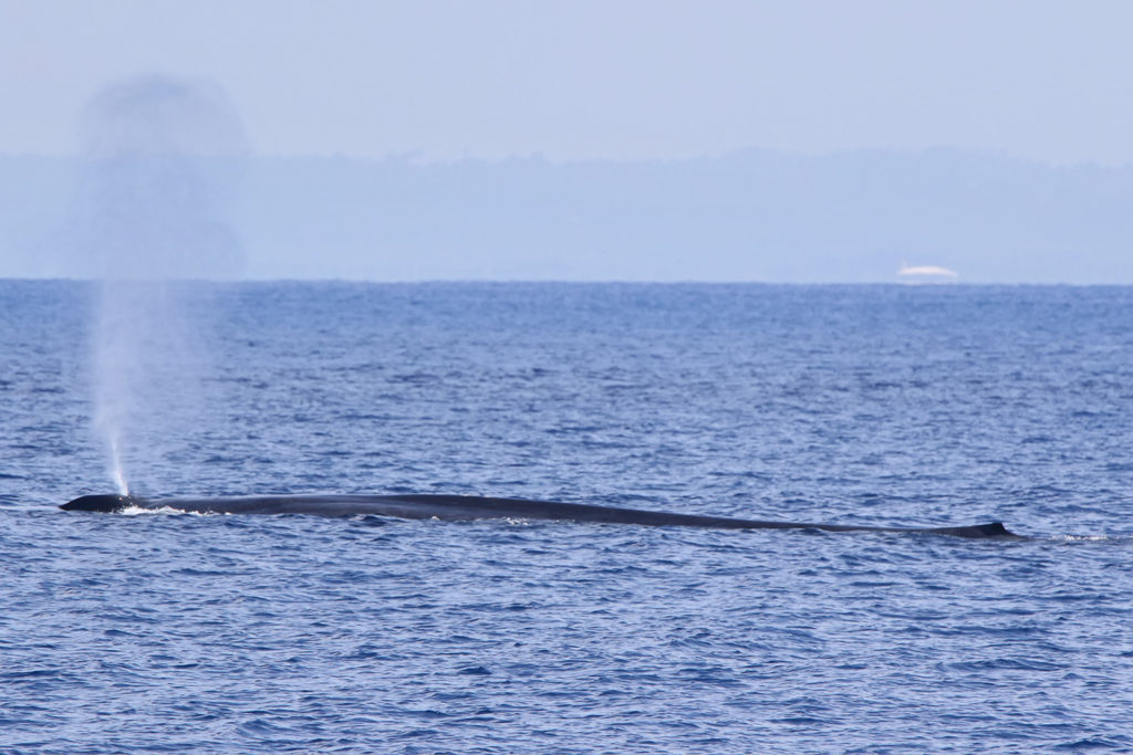 Blue whale (Sri Lanka)