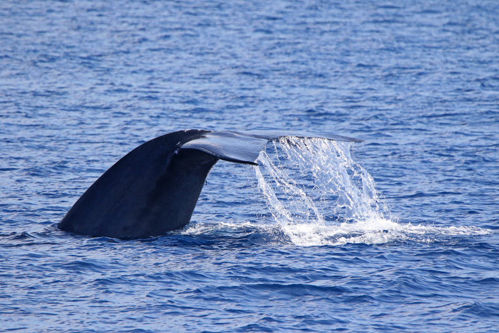 Blue whale (Sri Lanka)