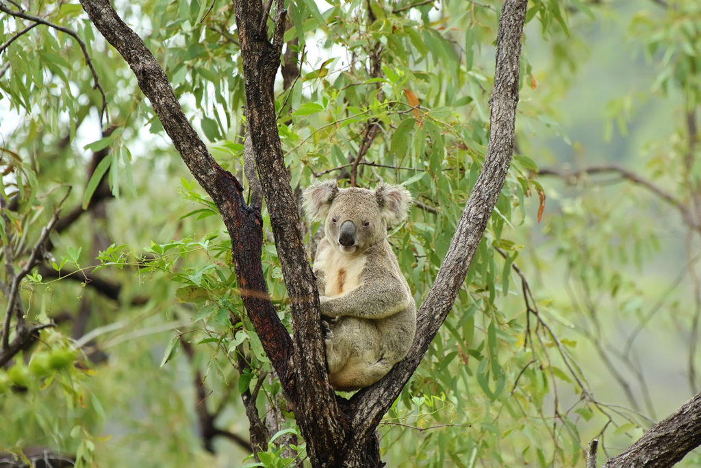 Koala (Australia)