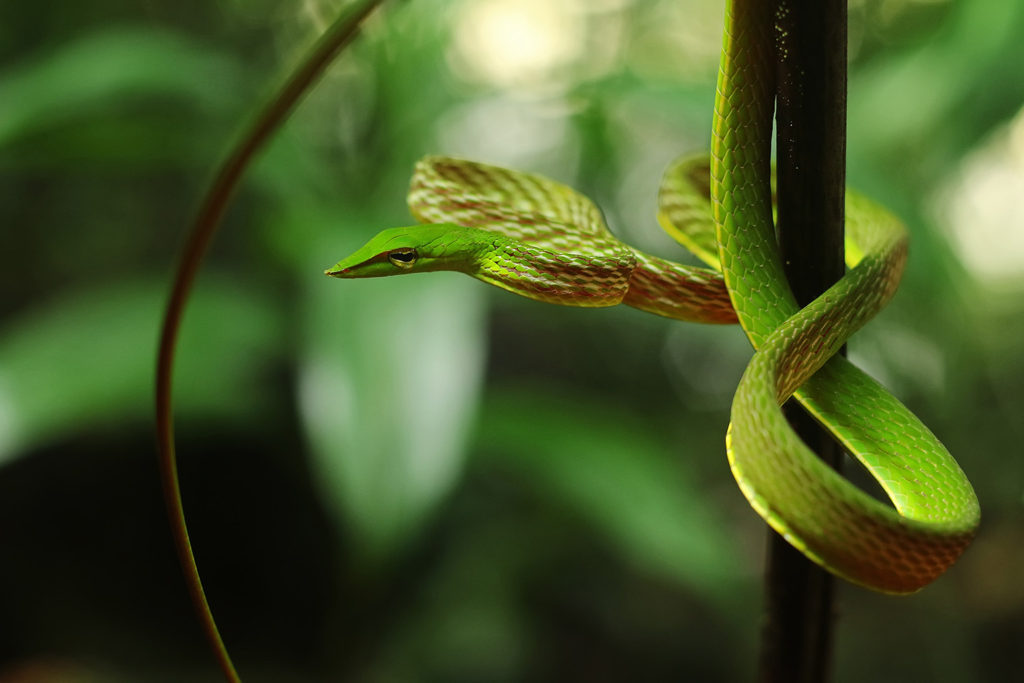 Green vine snake (Sri Lanka)