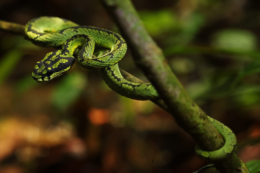 Green pit viper (Sri Lanka)
