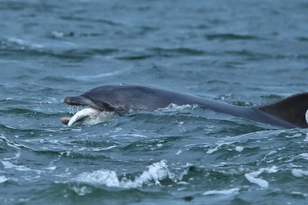 Bottlenose dolphin (UK)