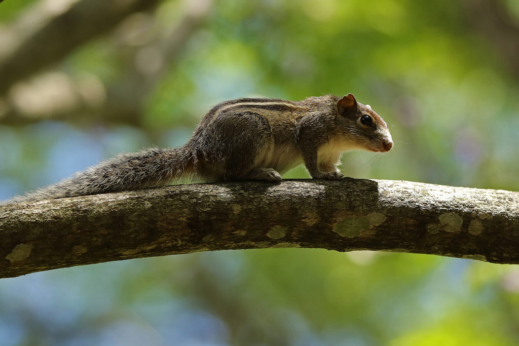 Palm squirrel (Sri Lanka)