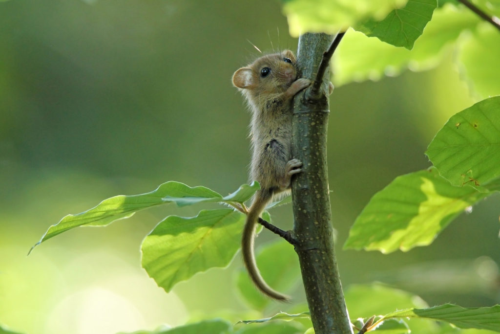 Hazel dormouse (UK)