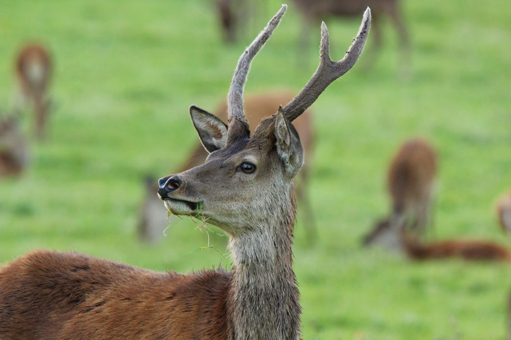 Red deer (UK)
