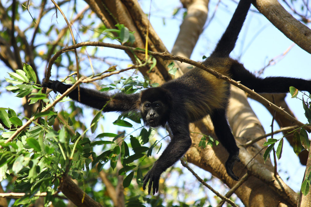 Howler monkey (Costa Rica)