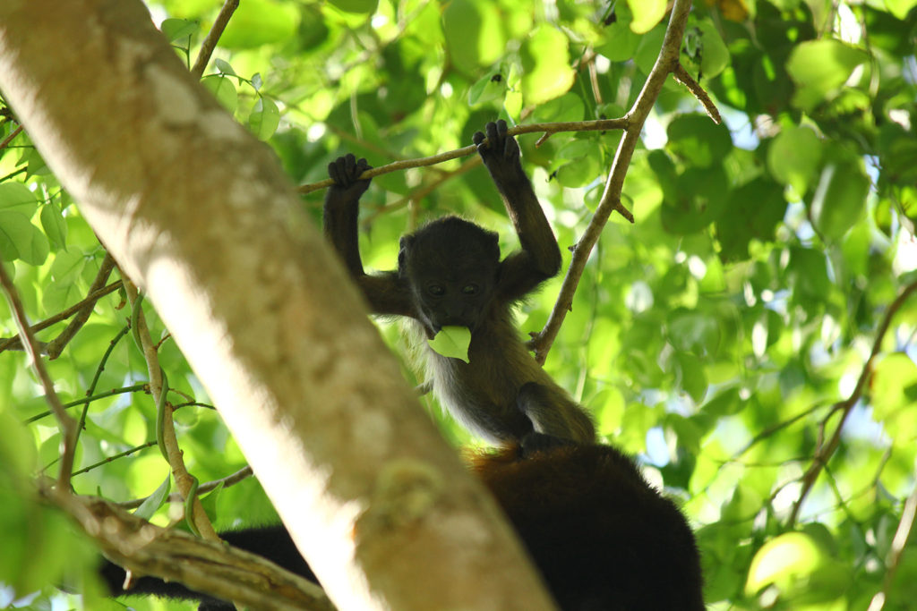 Howler monkey (Costa Rica)