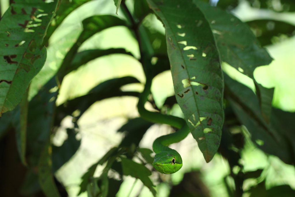 Green vine snake (Costa Rica)