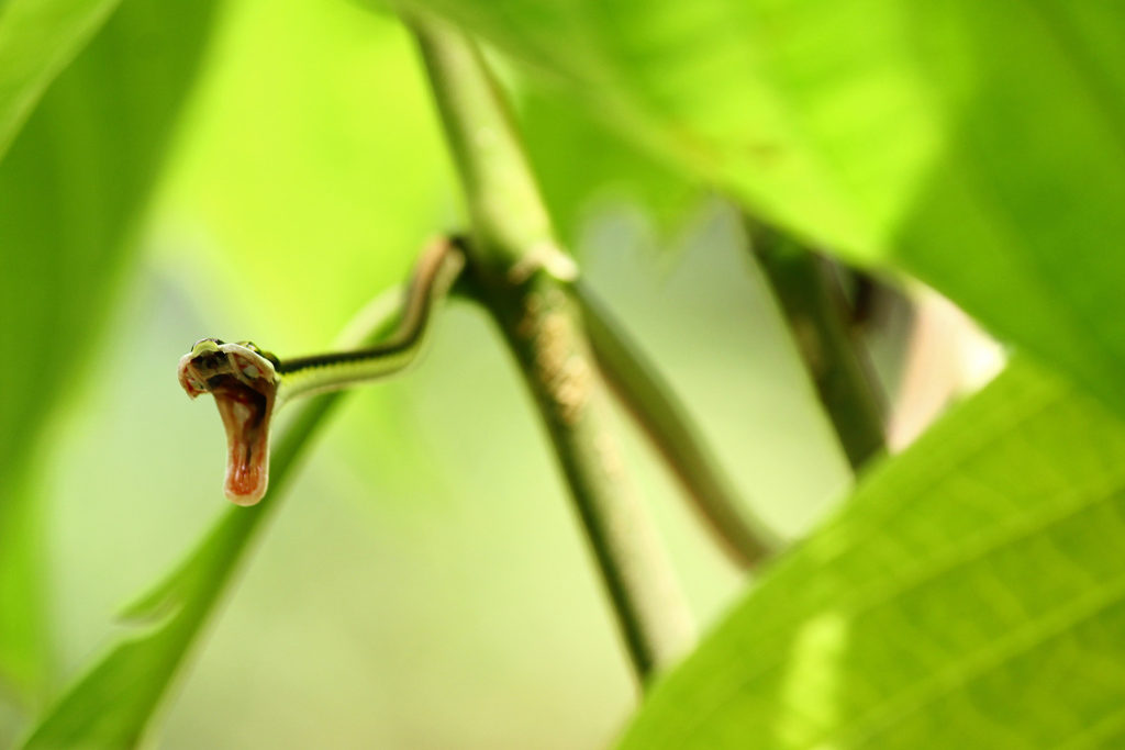 Vine snake (Costa Rica)