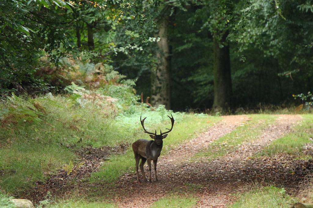 Fallow deer (UK)