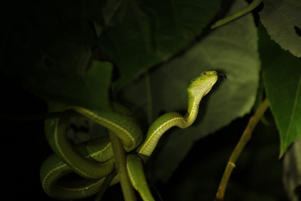 Side-striped palm pit viper (Costa Rica)