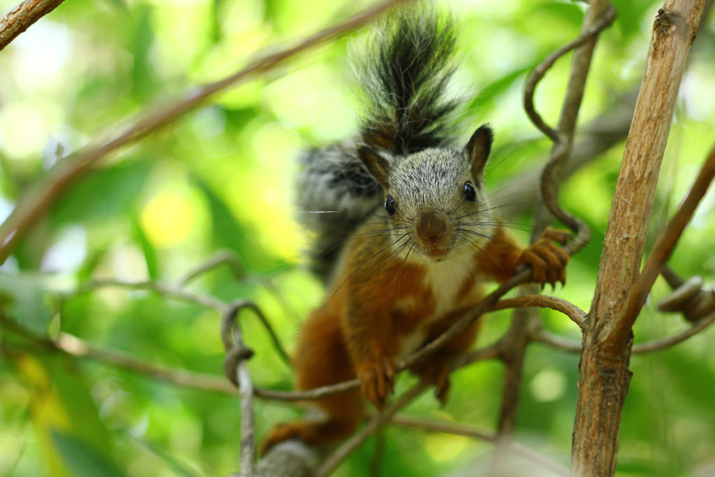 Variegated squirrel (Costa Rica)