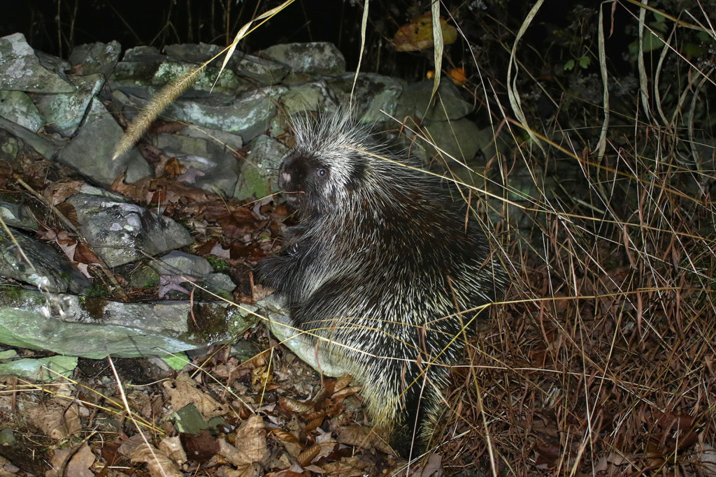 Porcupine (US)