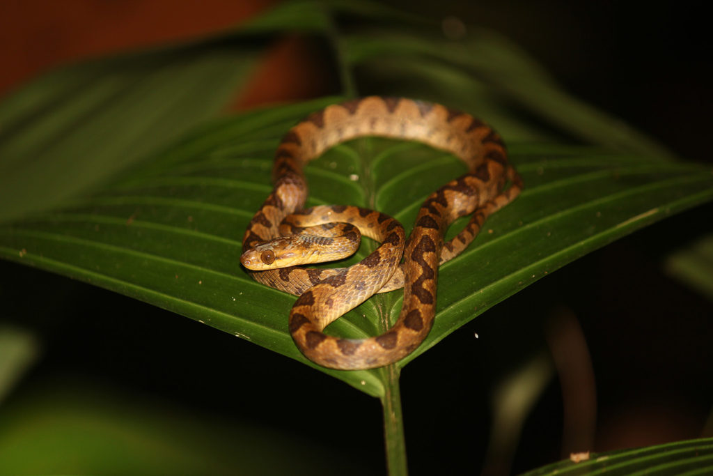 Cat-eyed tree snake (Costa Rica)