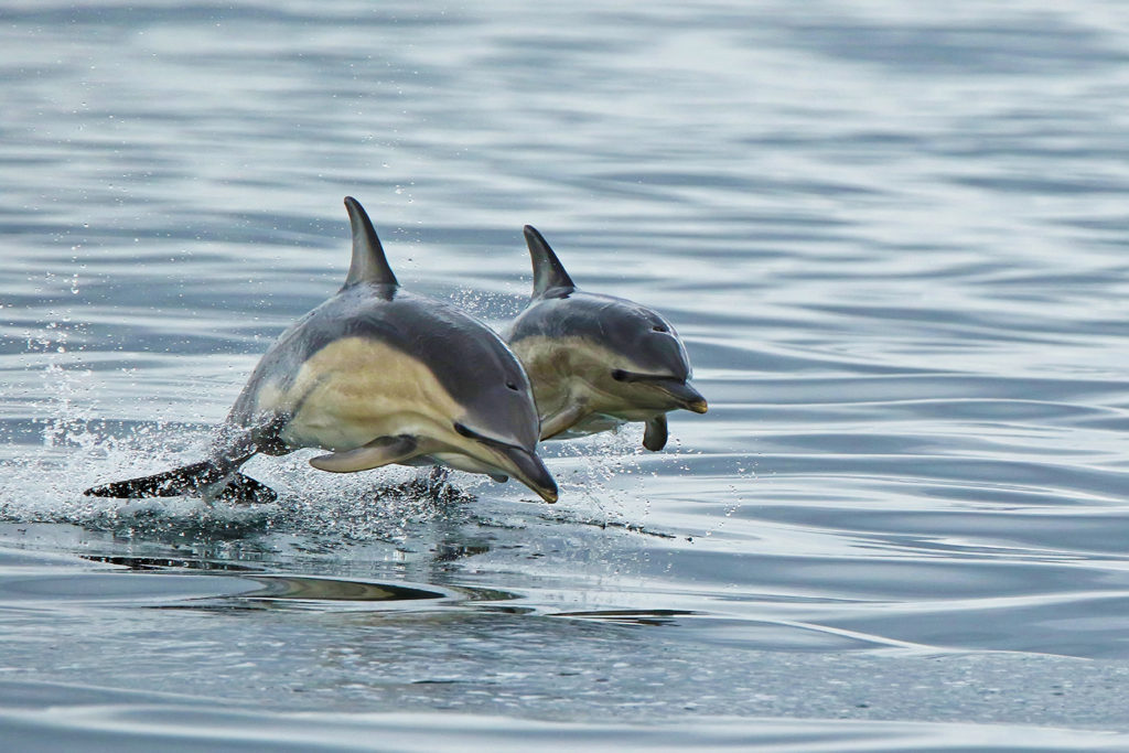 Common dolphin (UK)