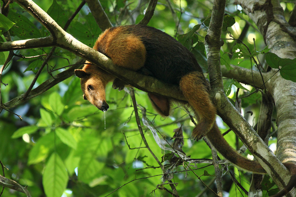 Tamandua (Costa Rica)