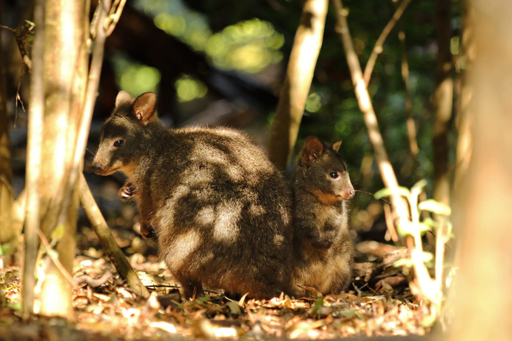 Pademelon (Australia)