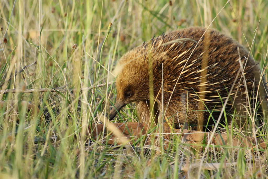 Echidna (Australia)