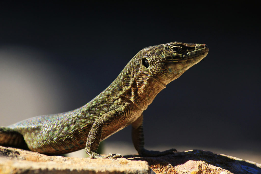 Lilford's wall lizard (Spain)