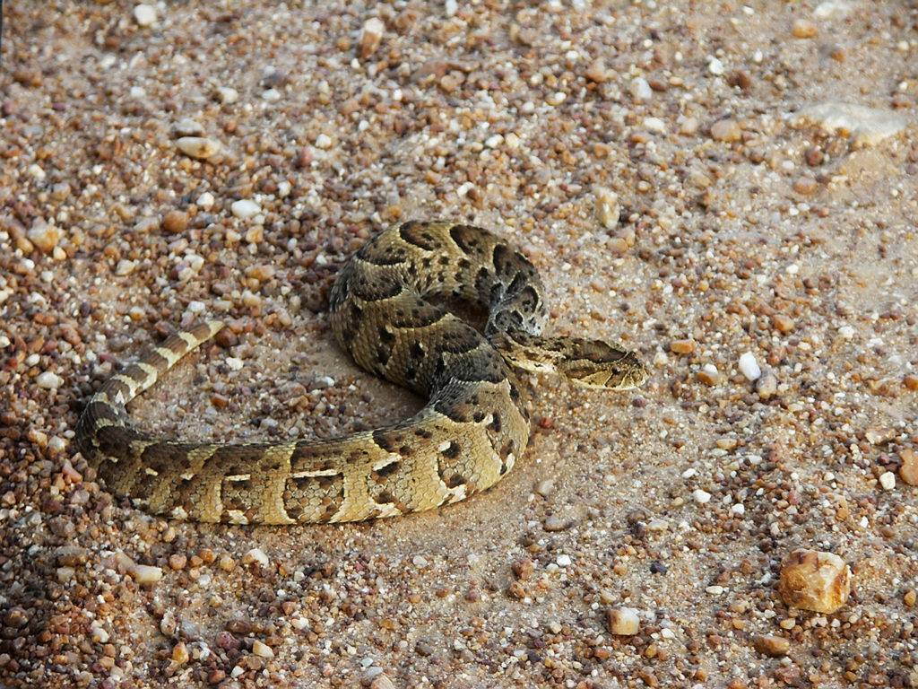 Puff adder (South Africa)