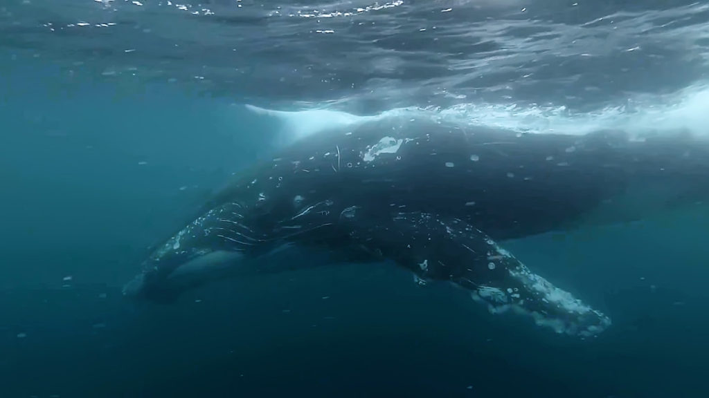 Humpback whale (Australia)