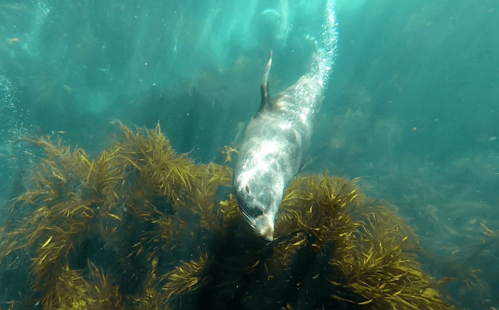 Fur seal (Australia)