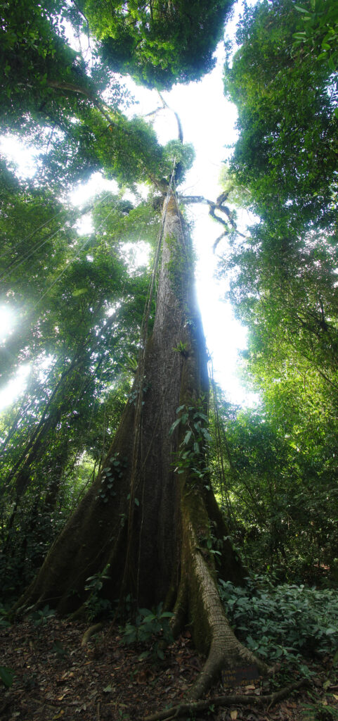 Kapok tree, Costa Rica