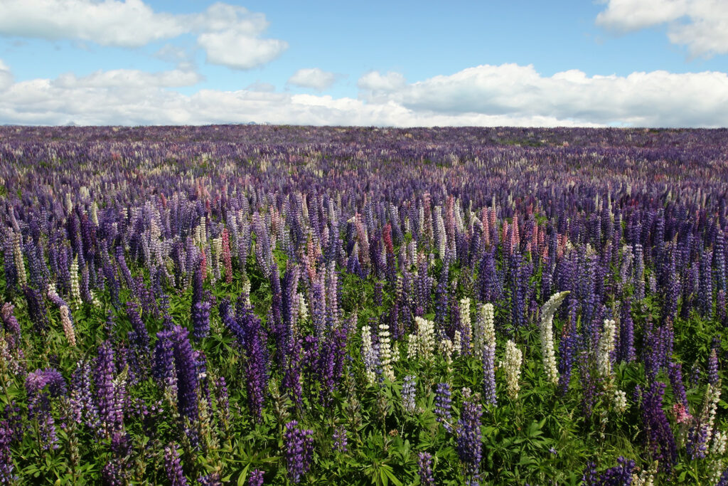 Lake Tekapo, New Zealand