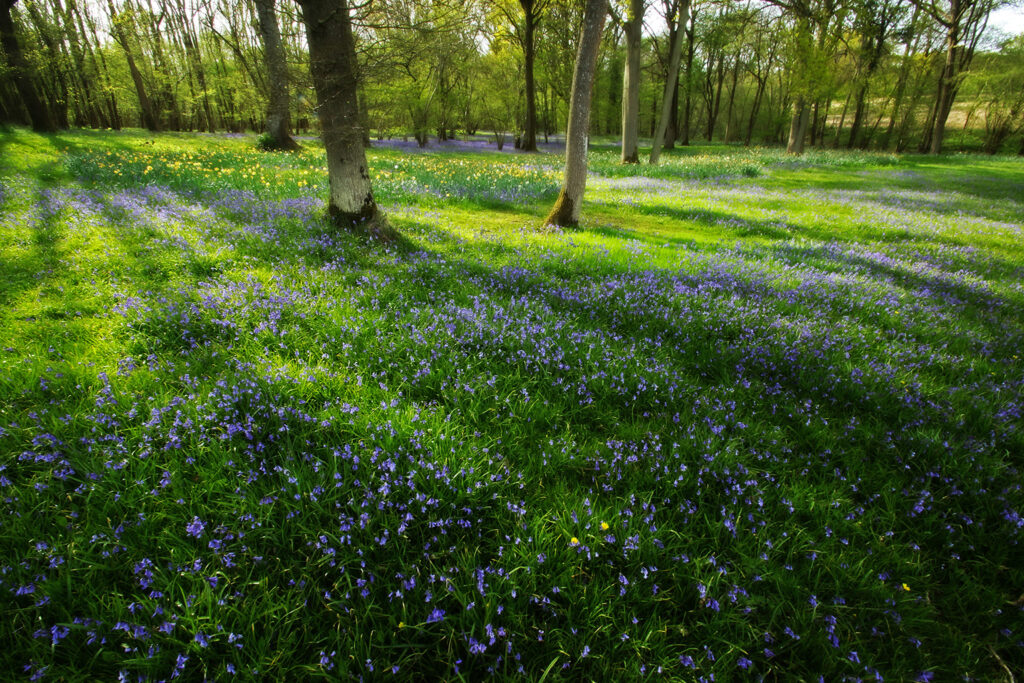 Bluebell woodland UK
