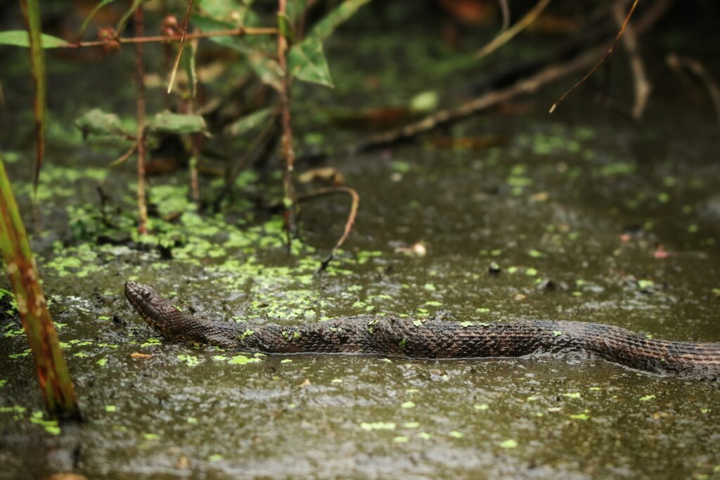 Brown water snake (US)