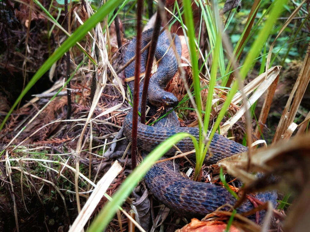 Brown water snake (US)