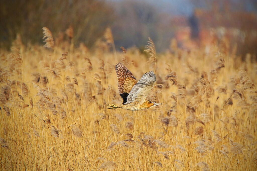 Bittern