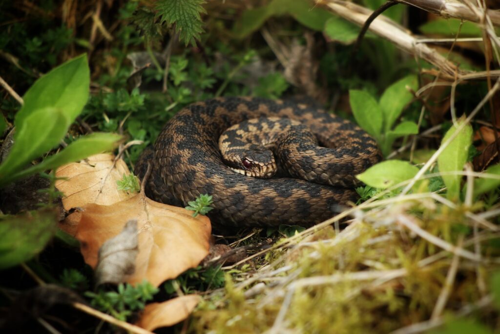 Adder (UK)