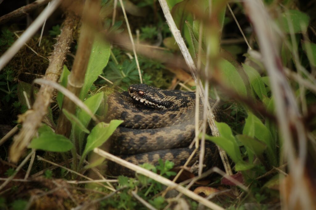 Adder (UK)