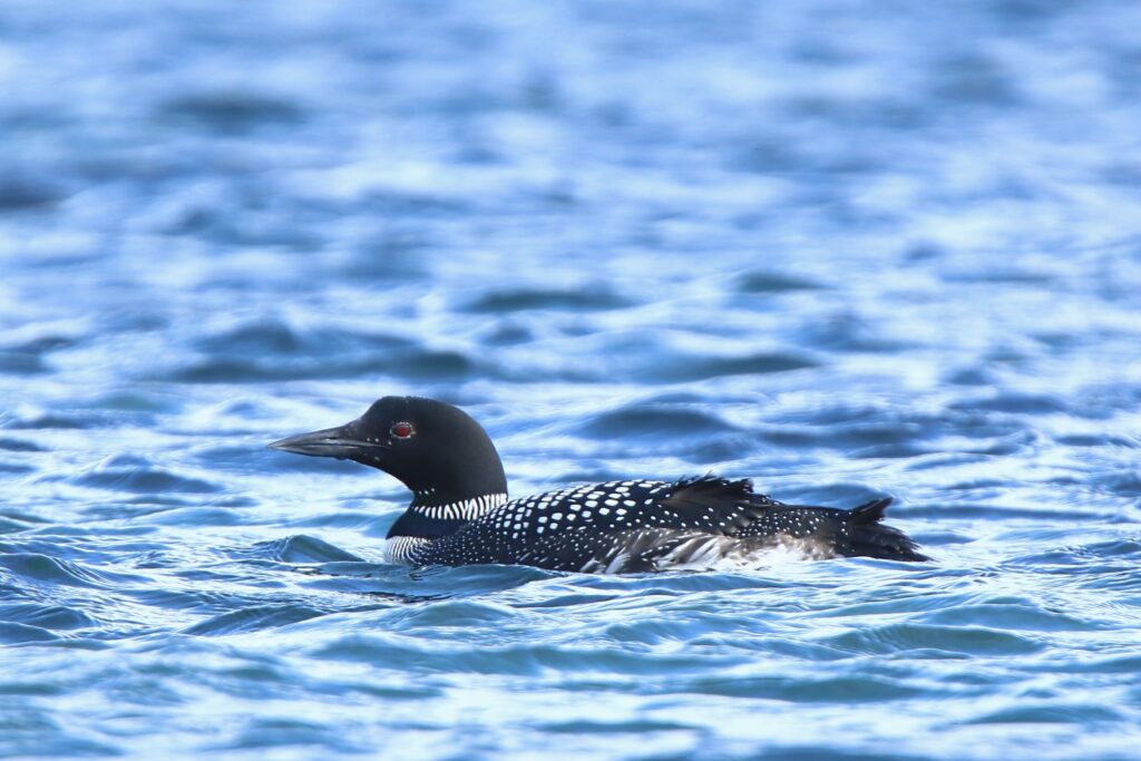 Great northern diver