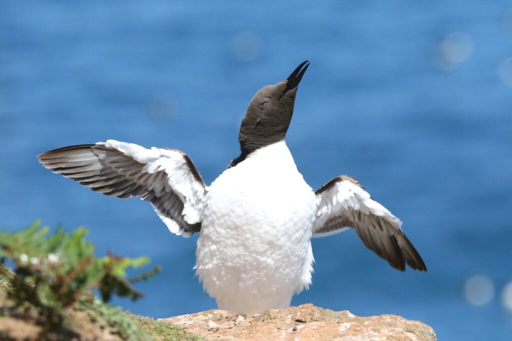 Guillemot