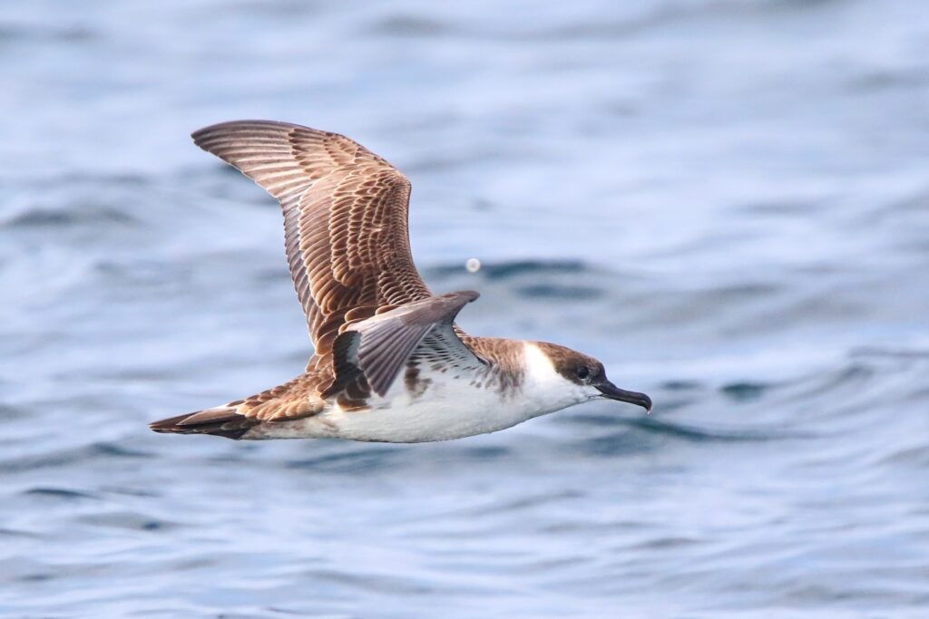 Great shearwater