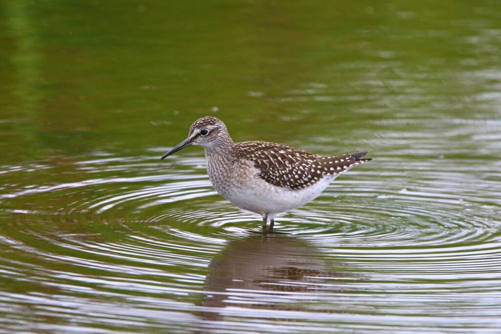 Wood sandpiper