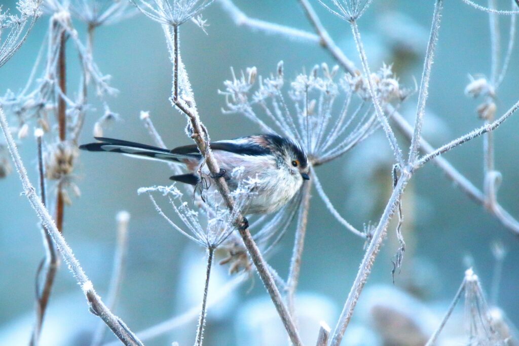 Long-tailed tit