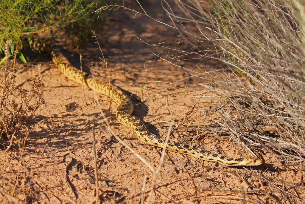 Sonoran Gopher Snake (US)