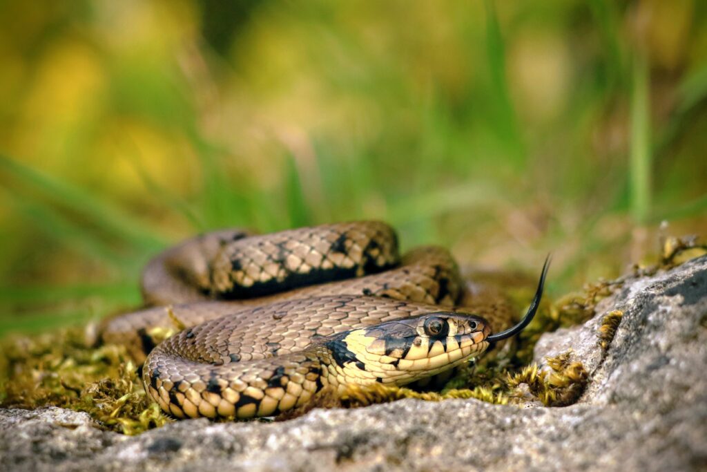 Grass snake (UK)