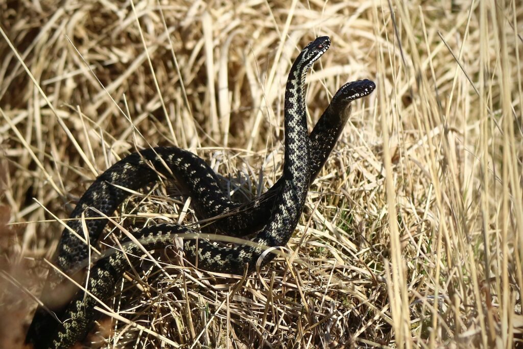 Adders (UK)