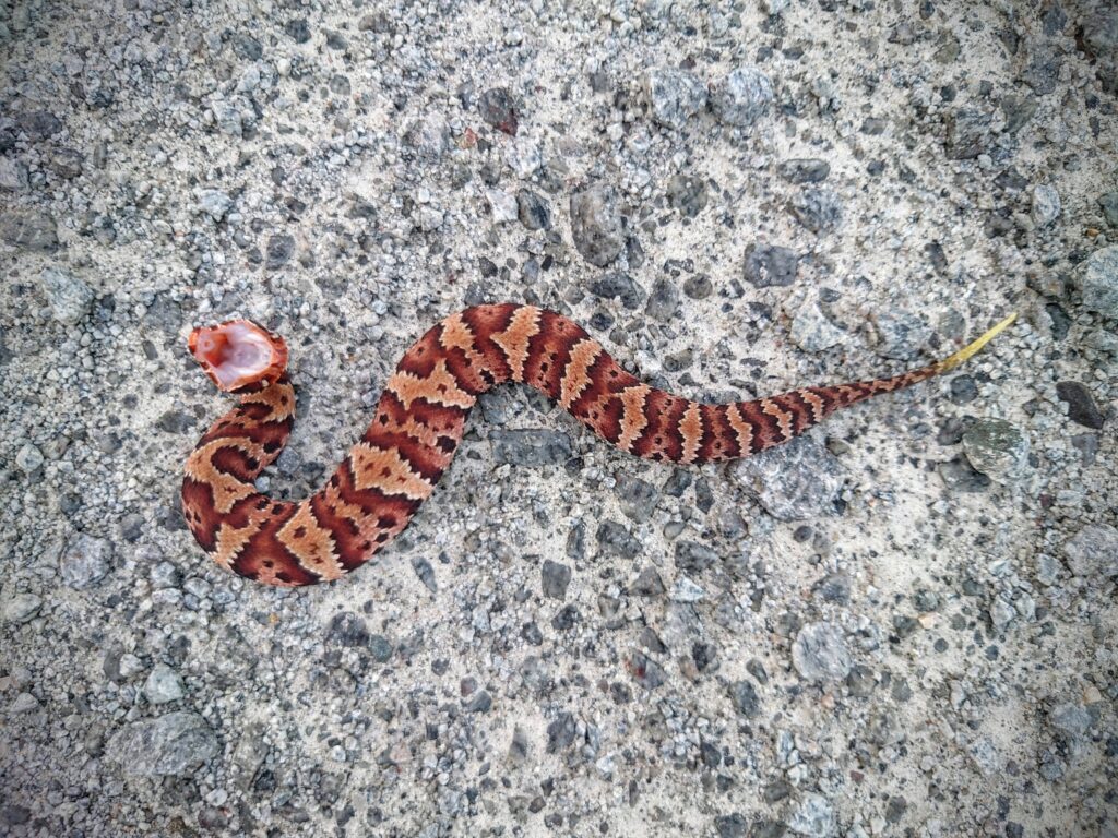 Cottonmouth (US)
