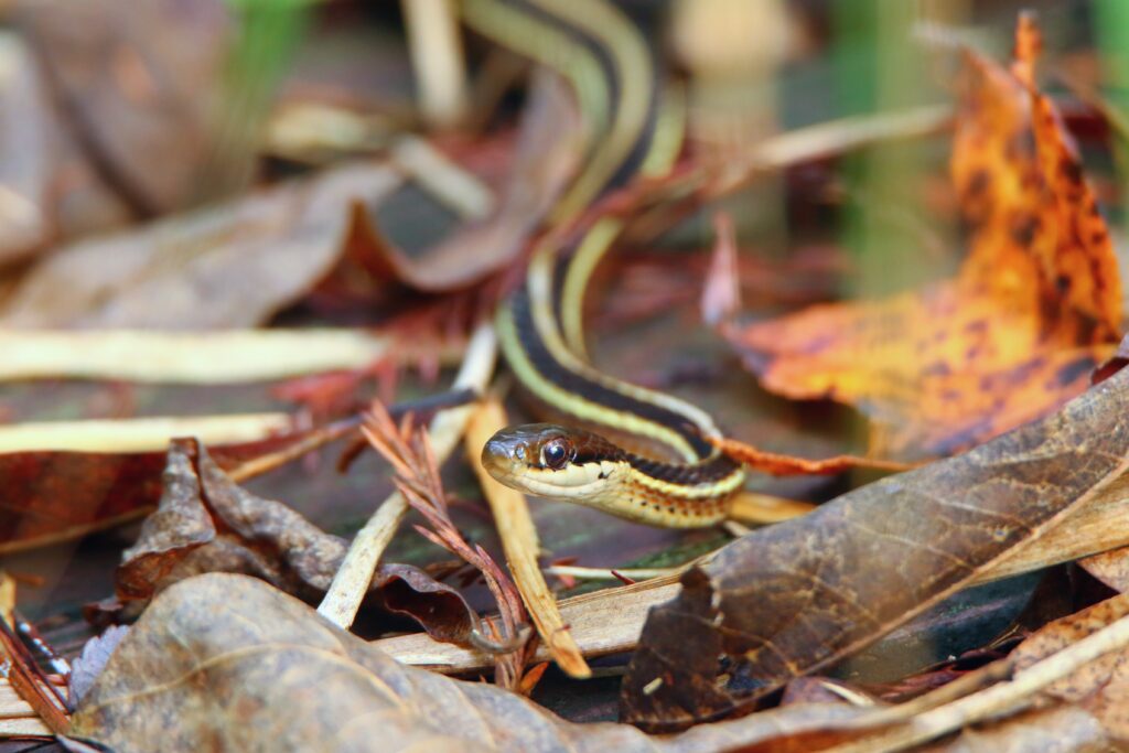 Ribbon snake (US)