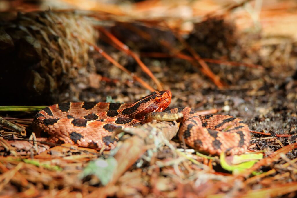 Pygmy rattlesnake (US)