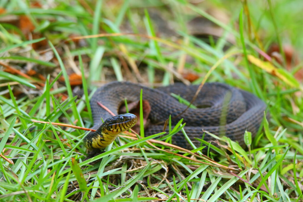 Copperbelly water snake (US)