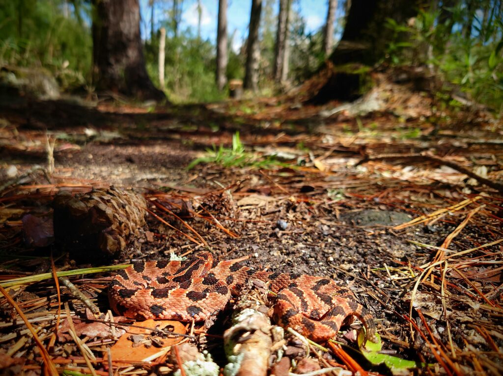 Pygmy rattlesnake (US)